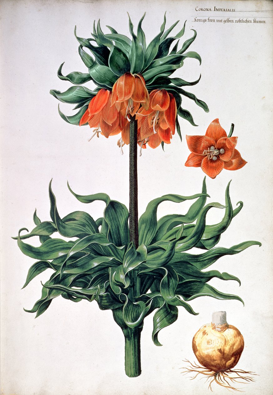 Fritillaria imperialis, ca. 1630 door Pieter van Kouwenhoorn