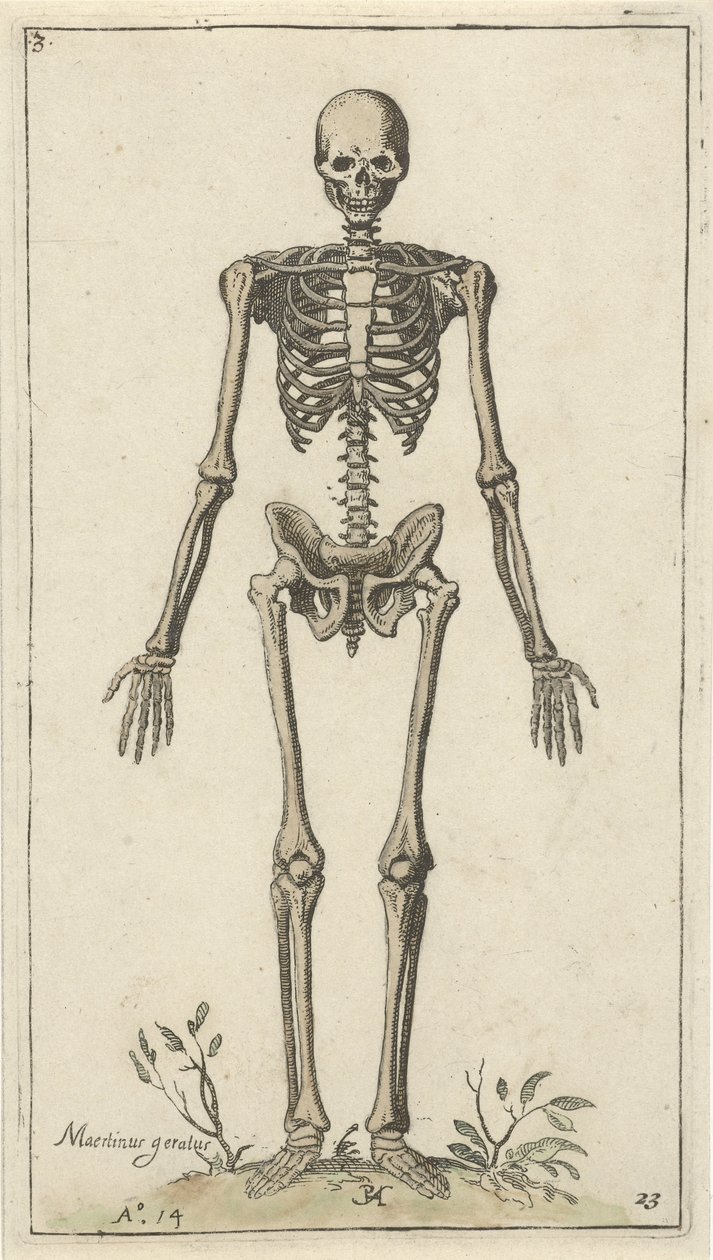 Mannelijk skelet, van voren gezien Anatomische studies (serietitel) door Pieter Feddes van Harlingen