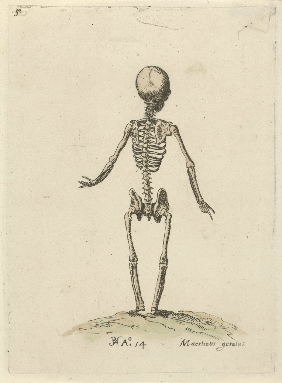 Skelet, van achter gezien door Pieter Feddes van Harlingen