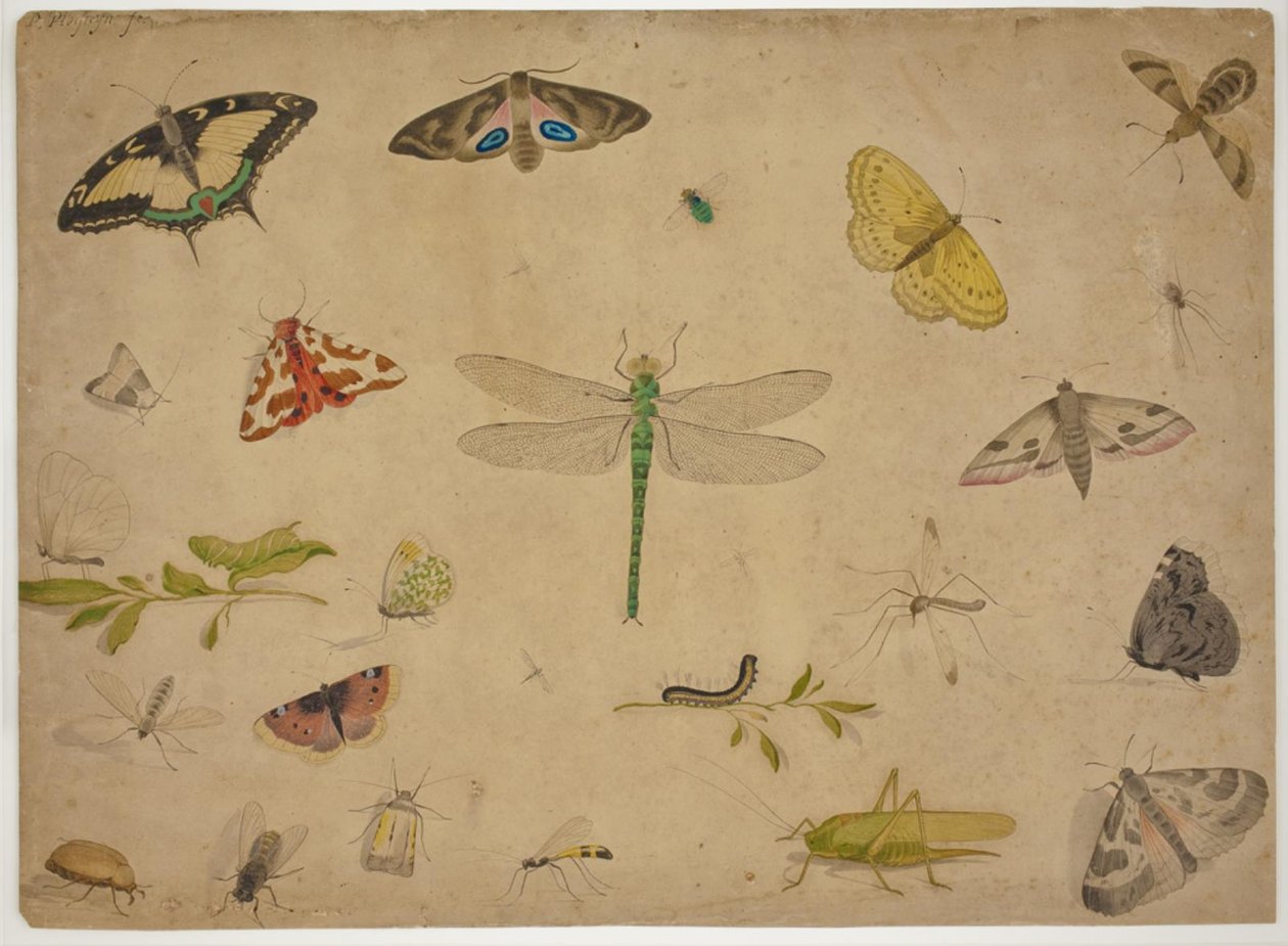 26 insecten door Pieter I Holsteijn