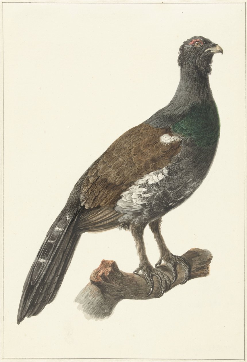 Auerhaan door Pieter Pietersz. Barbiers