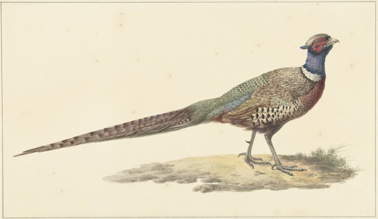 Fazant door Pieter Pietersz. Barbiers