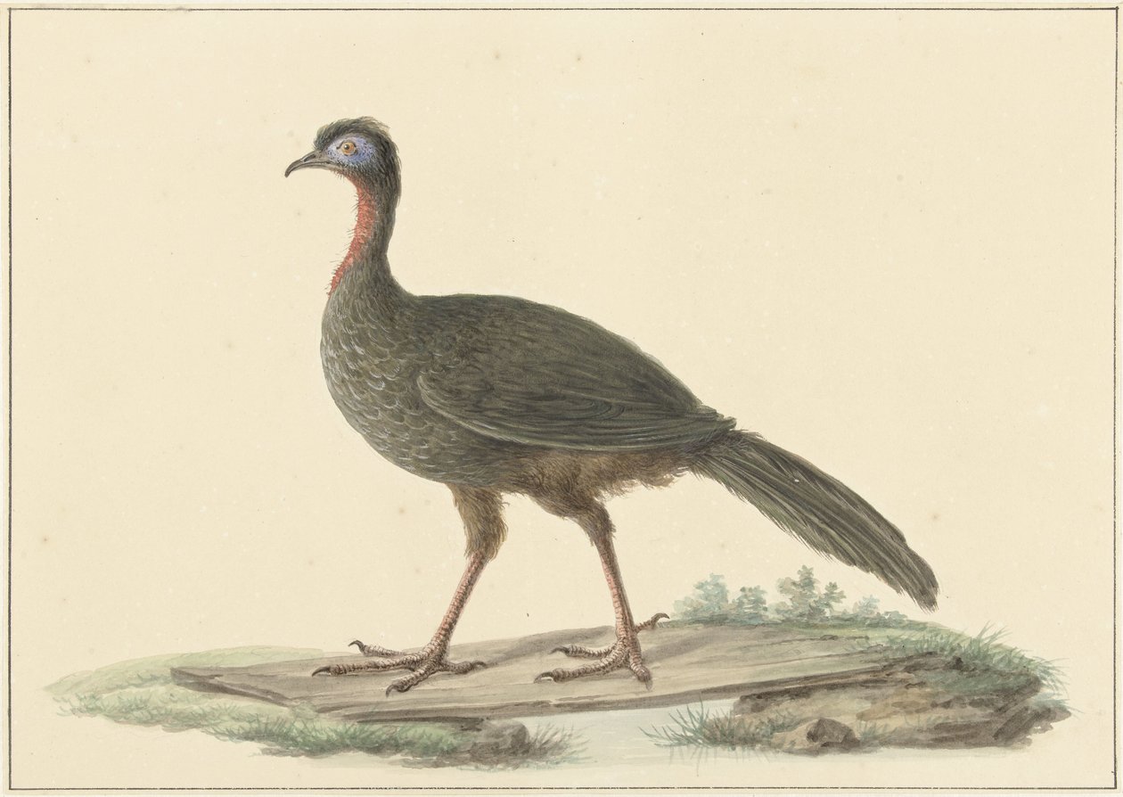 Marailsjakohoen (Penelope marail) door Pieter Pietersz. Barbiers