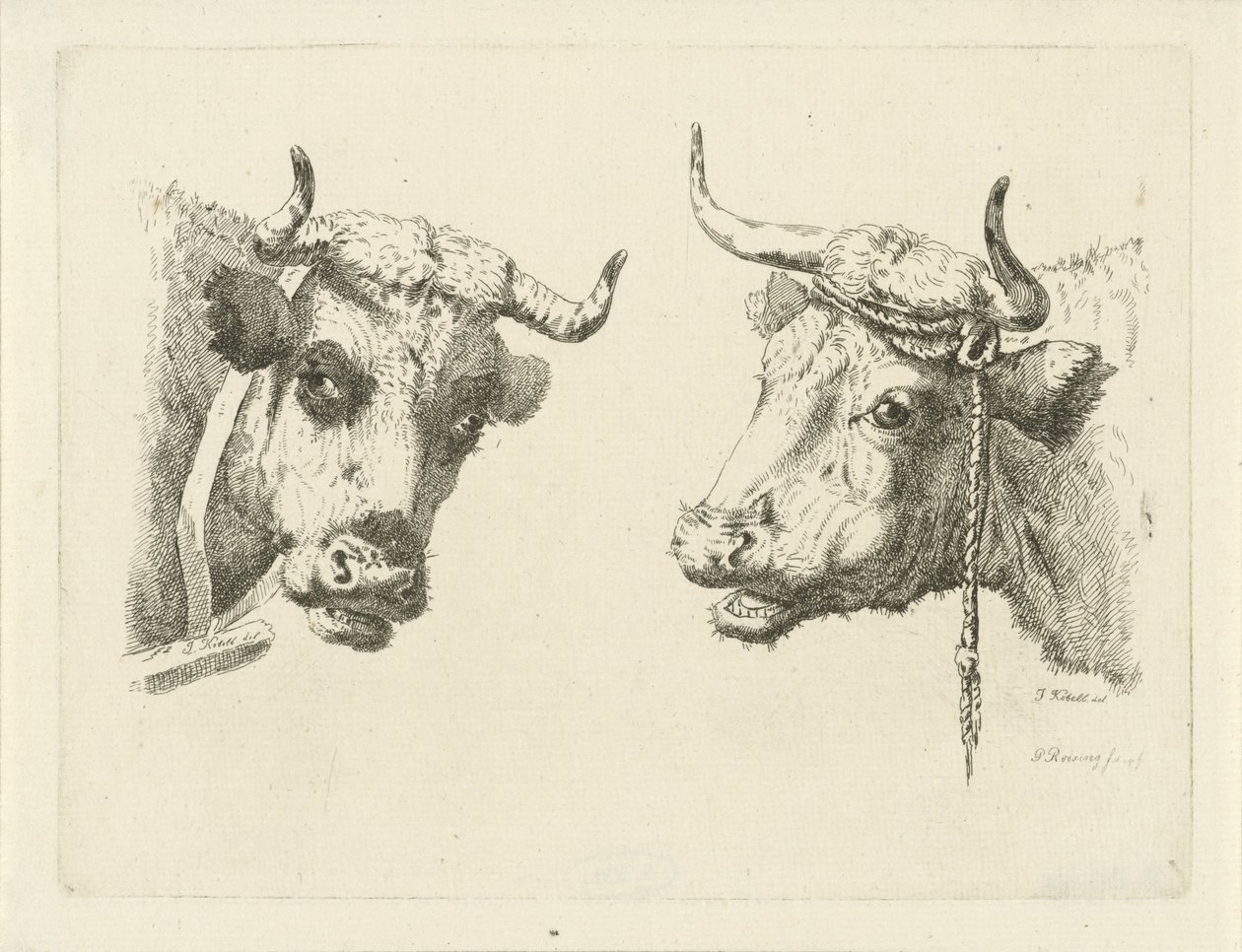 Twee koeienkoppen door Pieter Roosing