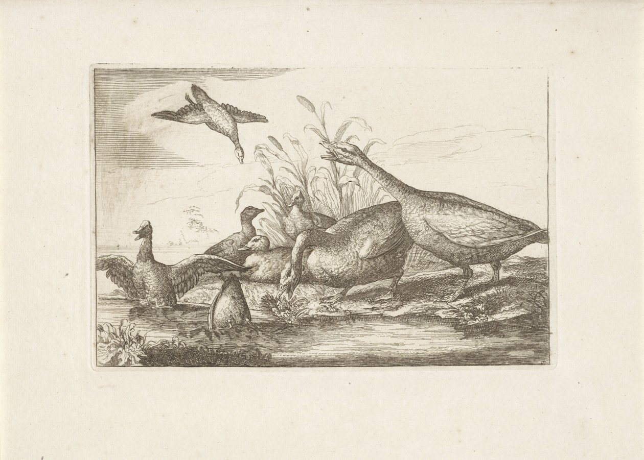 Eenden en ganzen door Pieter Schenk (I) (attributed to)