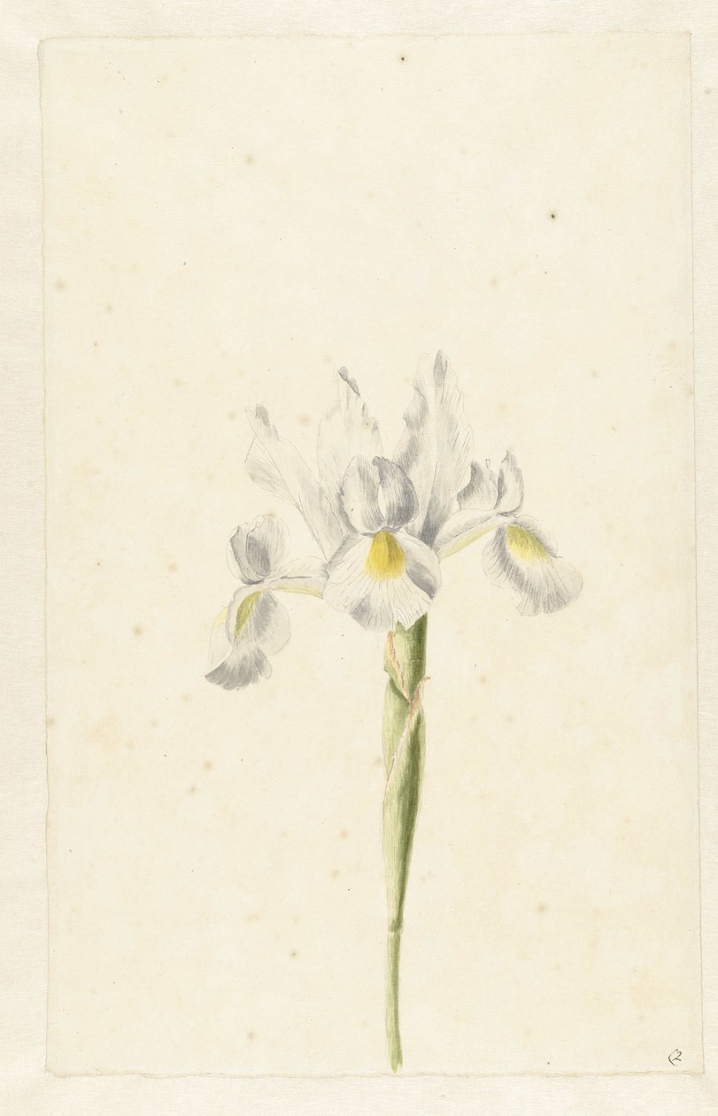Witte Iris (Iris albicans) door Pieter Withoos (circle of)