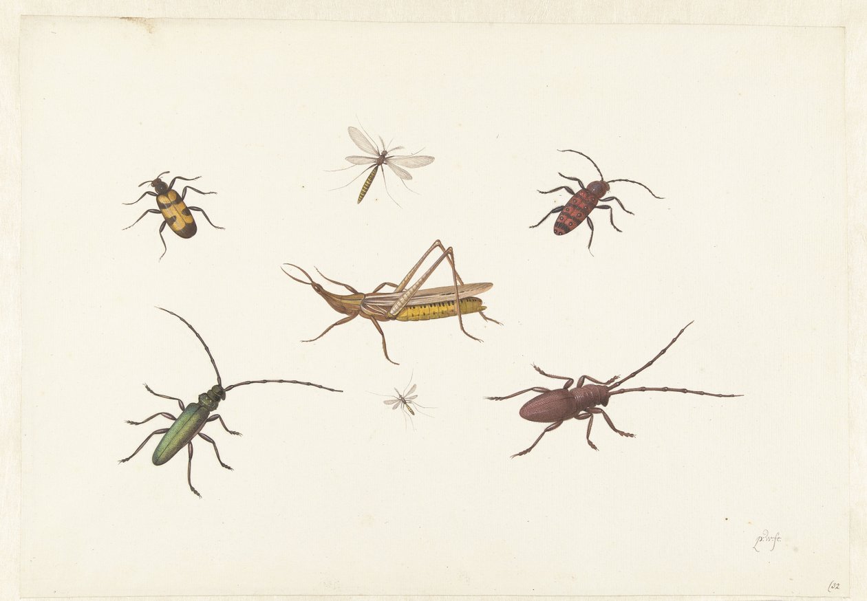 Blad met zeven verschillende insecten door Pieter Withoos