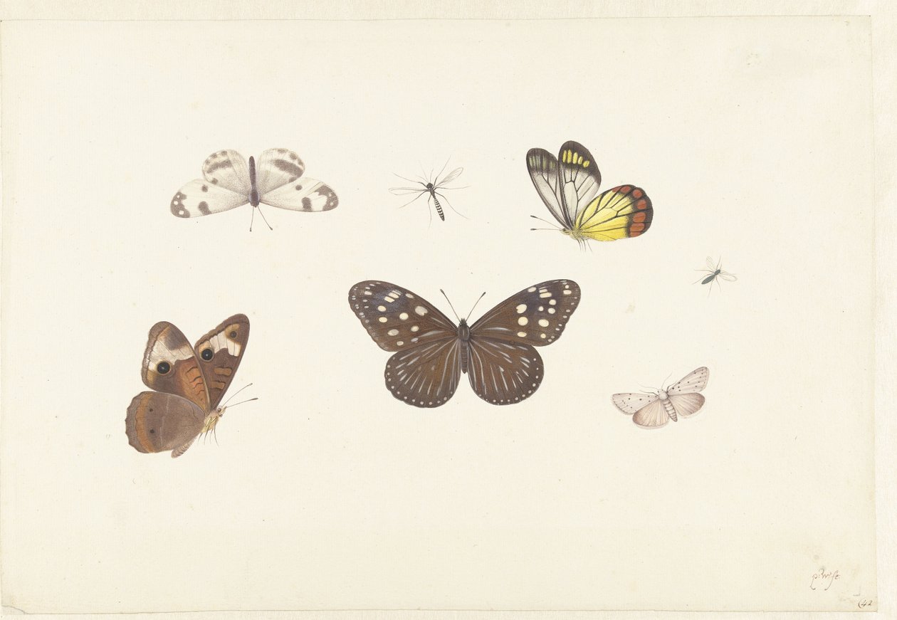 Blad met vijf vlinders en twee vliegen door Pieter Withoos