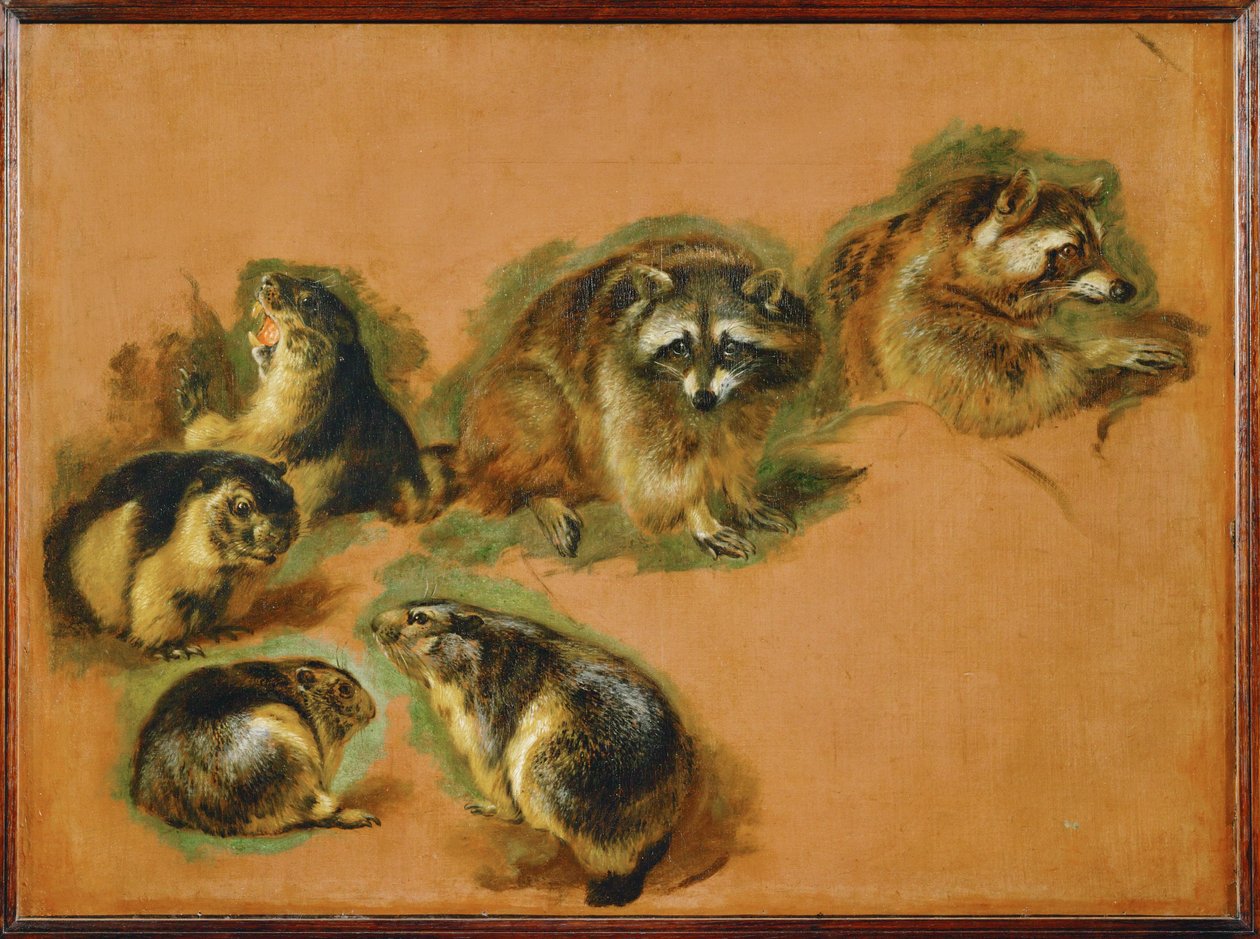 Marmotten en wasberen (schilderij op canvas) door Pieter or Peter Boel