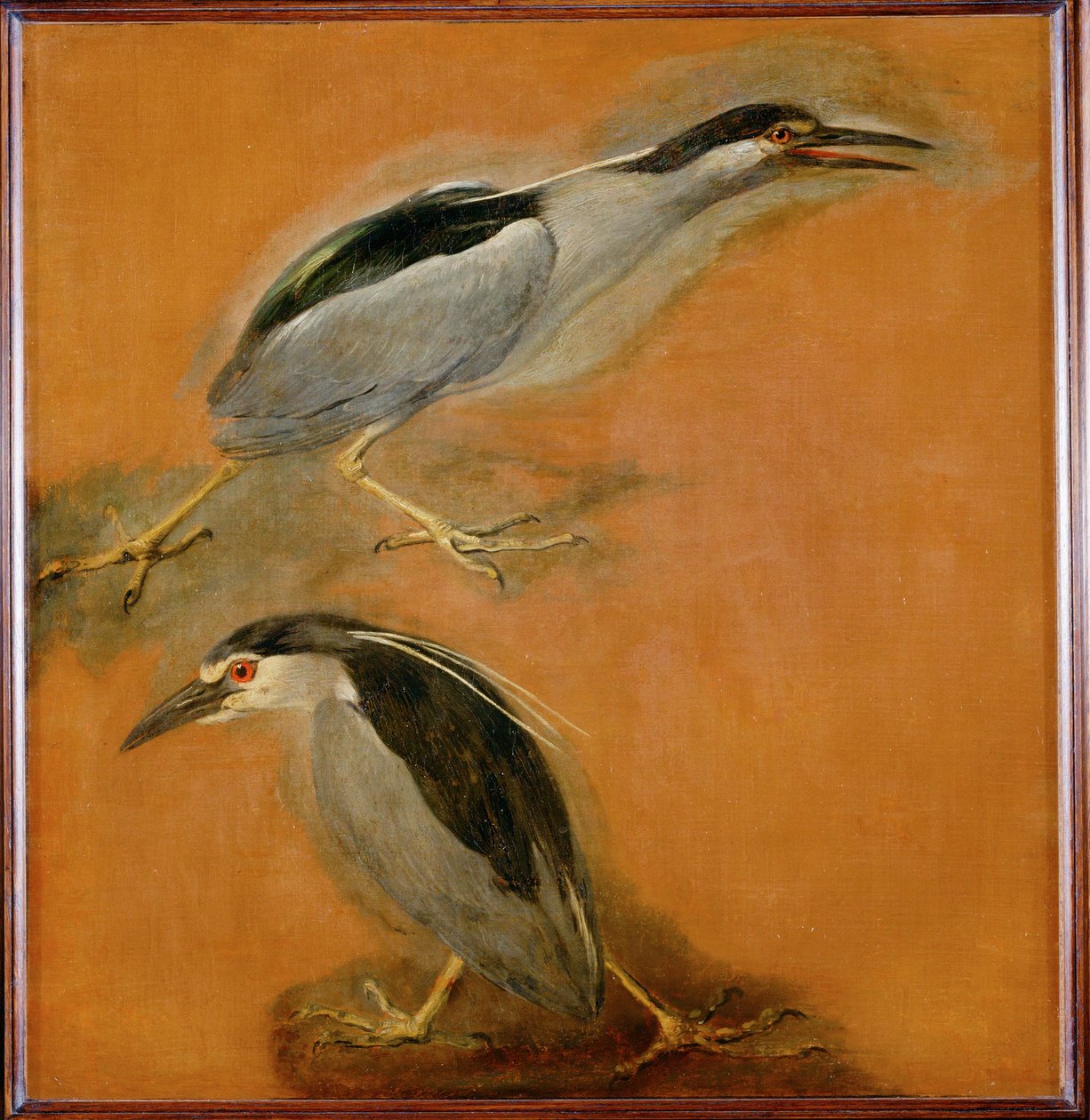 Twee reigers (schilderij op doek) door Pieter or Peter Boel