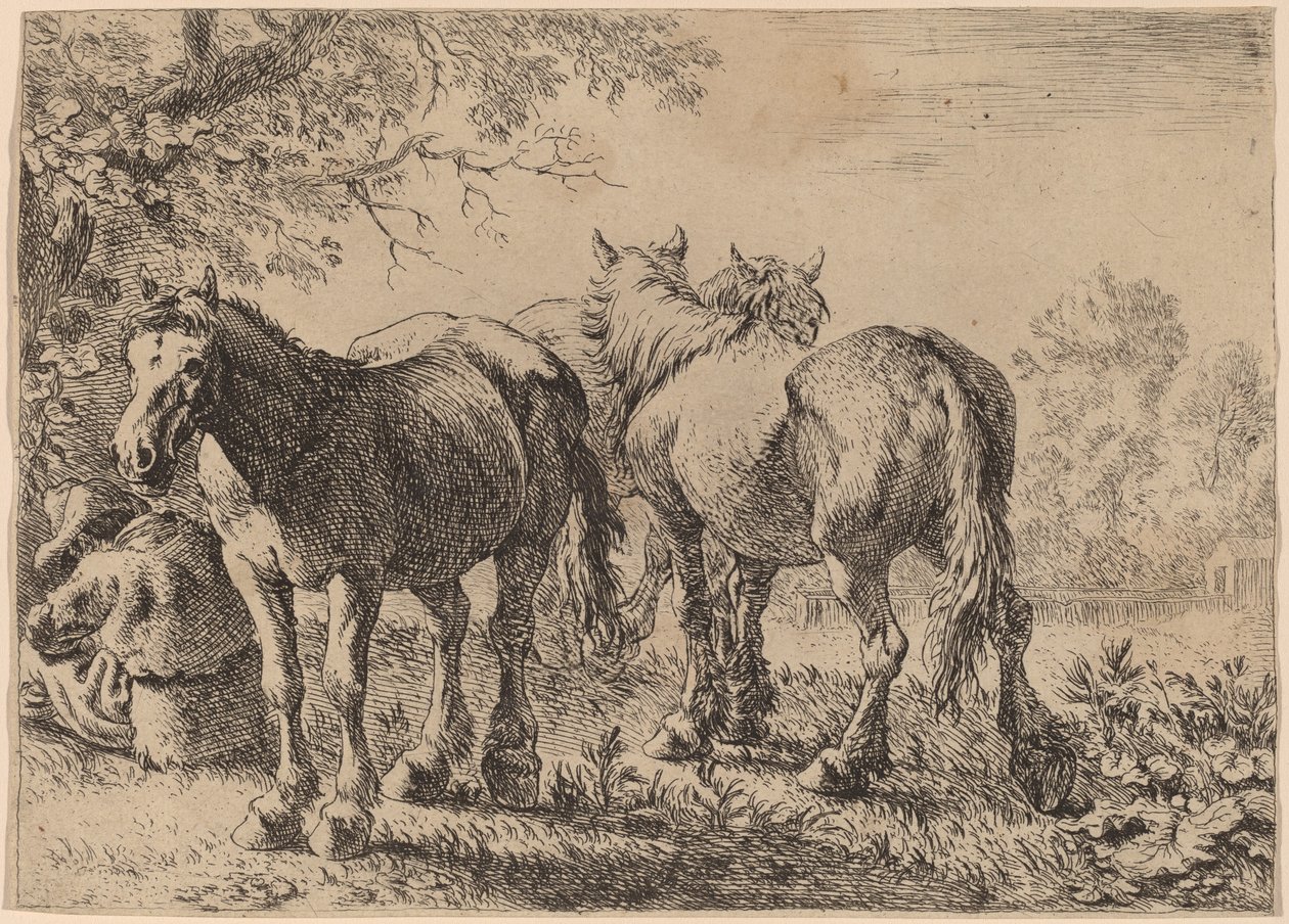 Drie paarden in een veld door Pieter van Laer