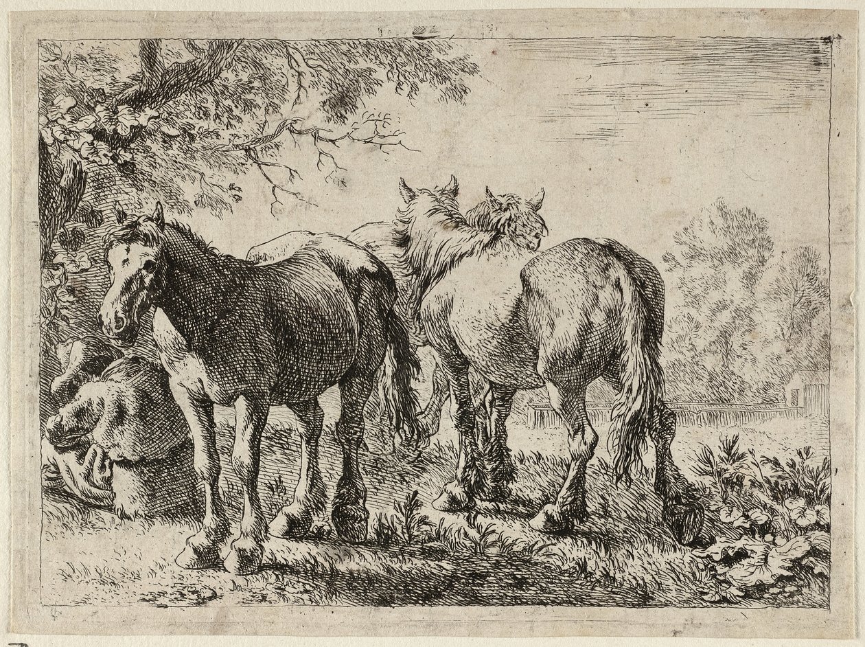 Drie paarden in een veld door Pieter van Laer