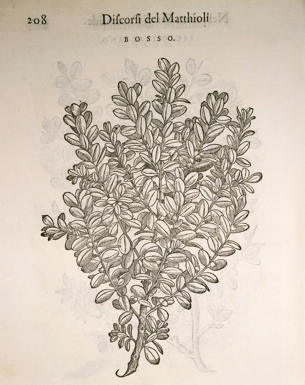 Gewone Buxus (Buxus sempervirens), gravure door Pier Andrea Mattioli door Pietro Andrea Mattioli