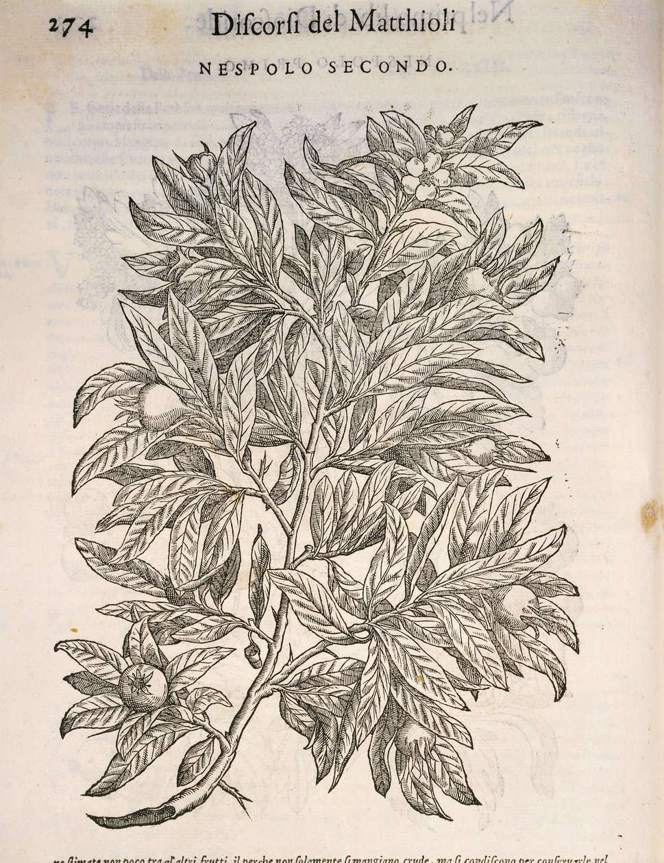 Mispel (Mespilus germanica), gravure door Pier Andrea Mattioli door Pietro Andrea Mattioli
