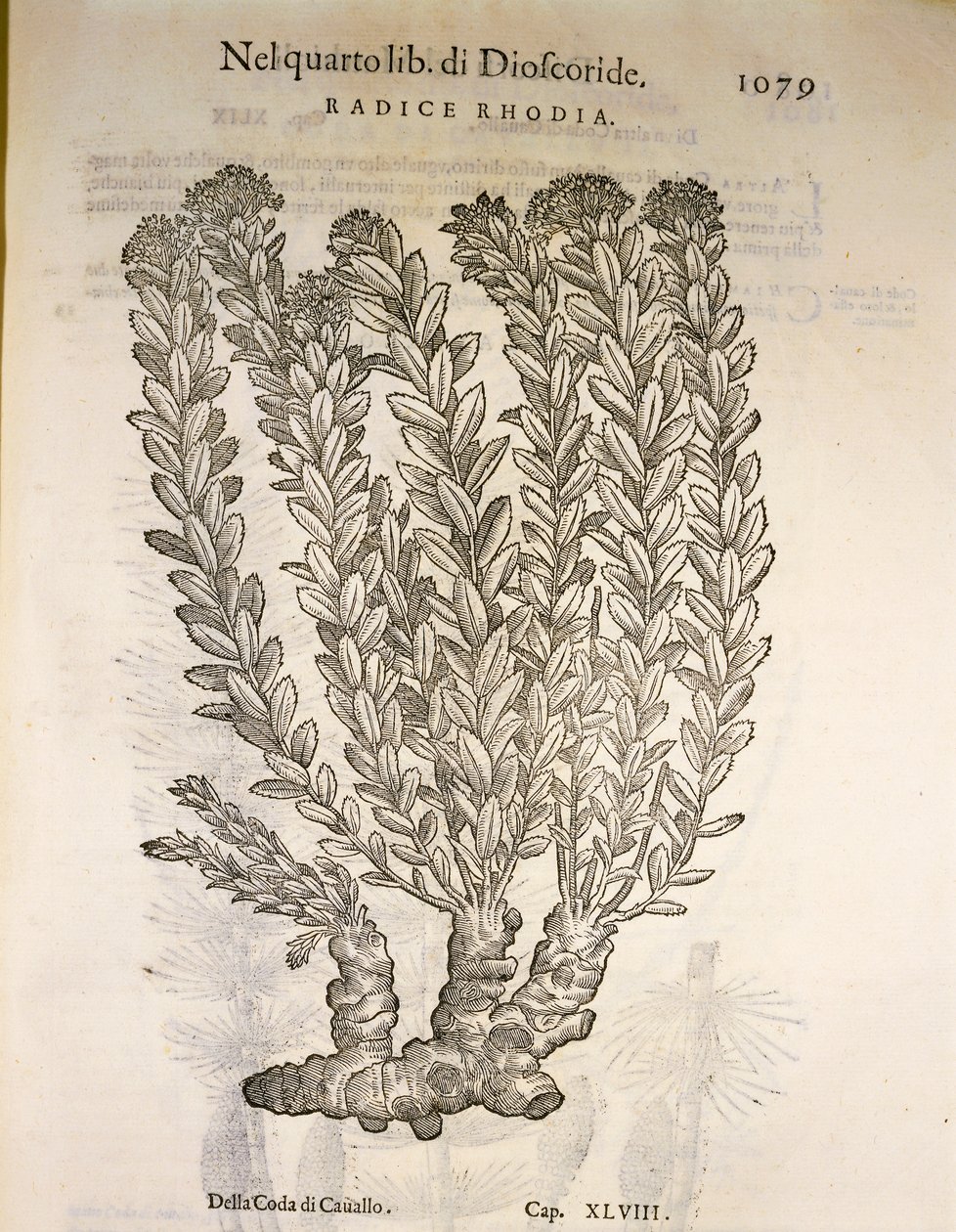 Goudwortel of Rozenwortel (Rhodiola rosea), gravure door Pier Andrea Mattioli door Pietro Andrea Mattioli