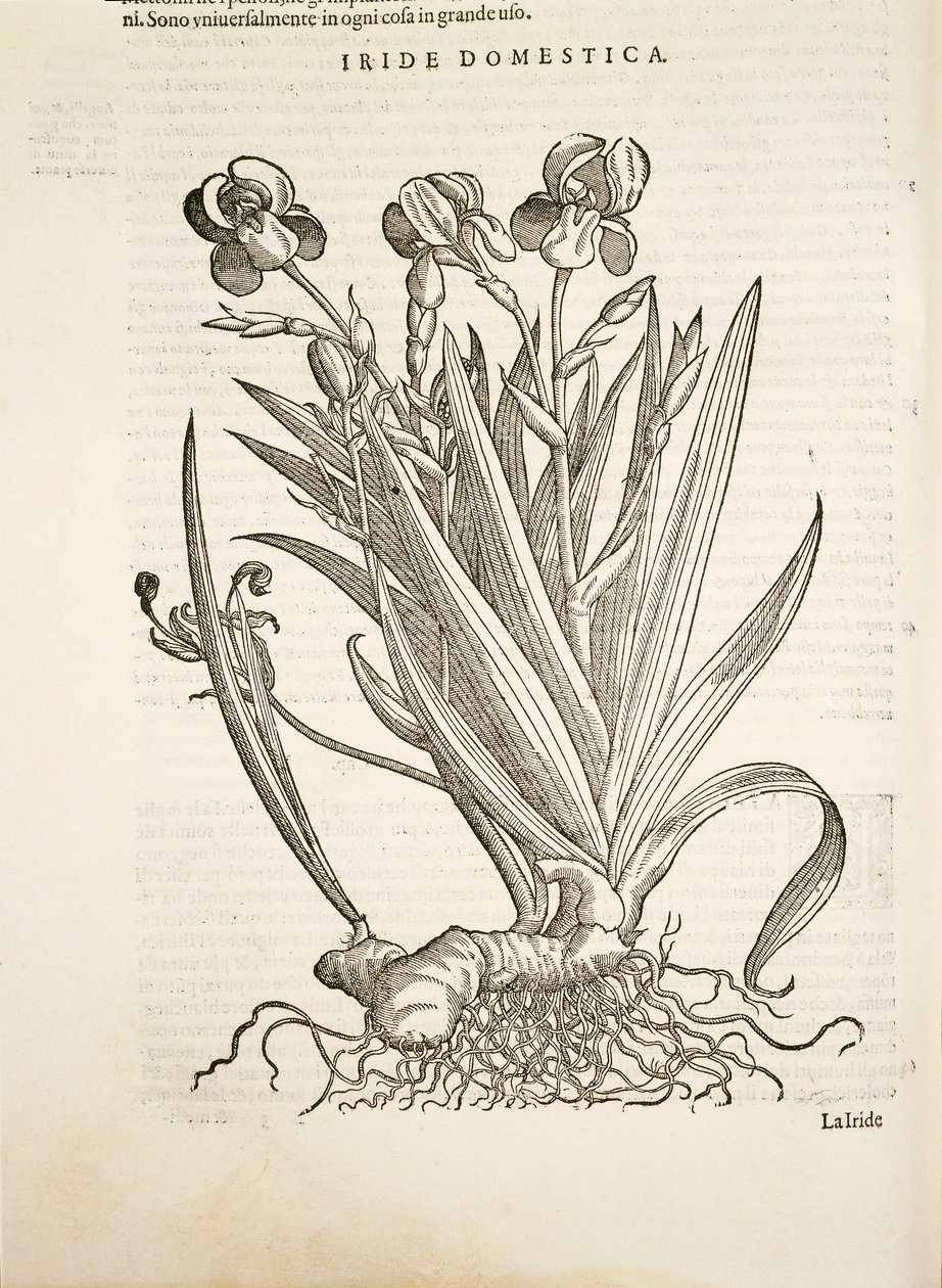 Iris (Iride domestica), gravure door Pier Andrea Mattioli door Pietro Andrea Mattioli