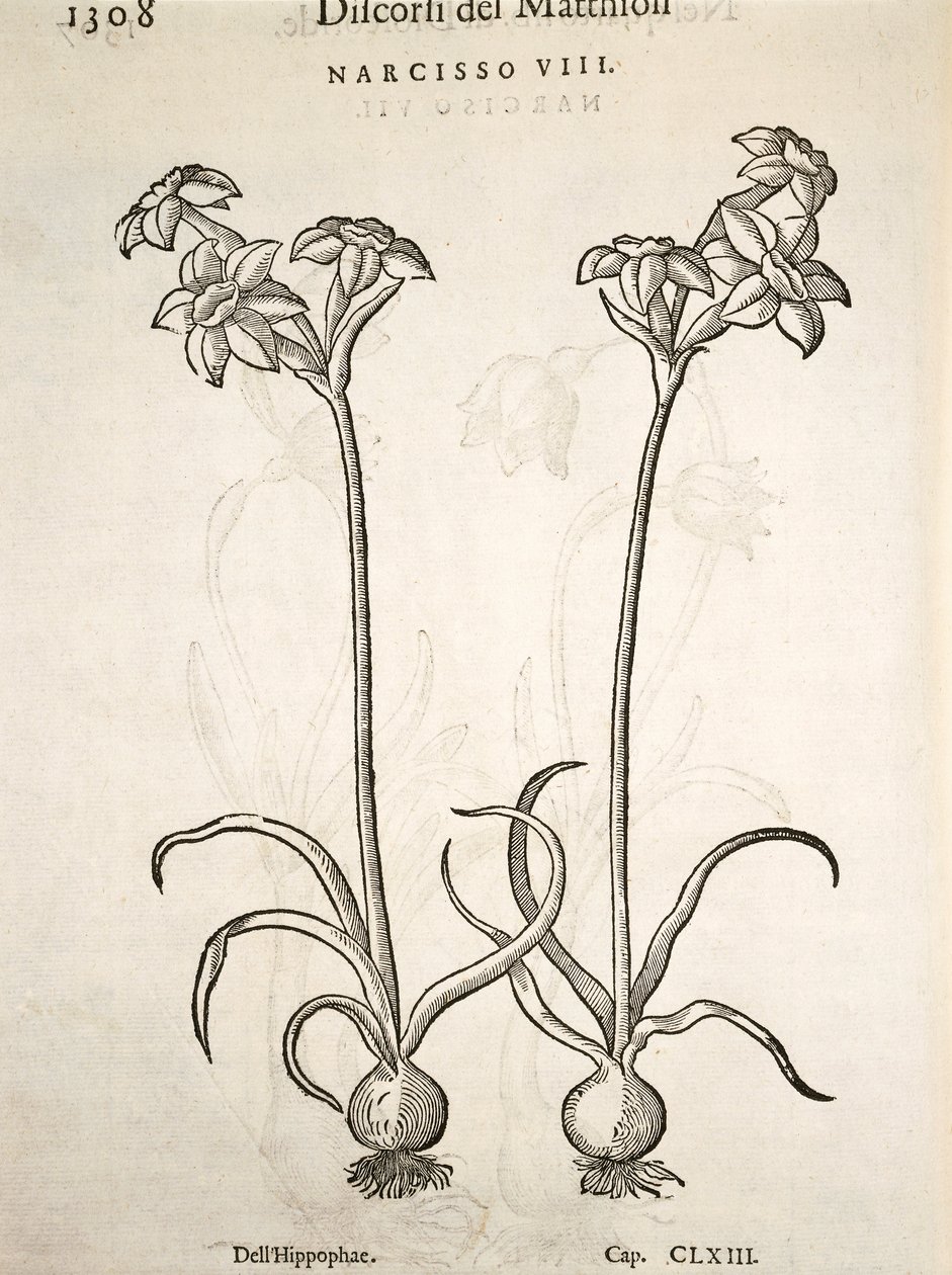 Narcis, gravure door Pier Andrea Mattioli door Pietro Andrea Mattioli