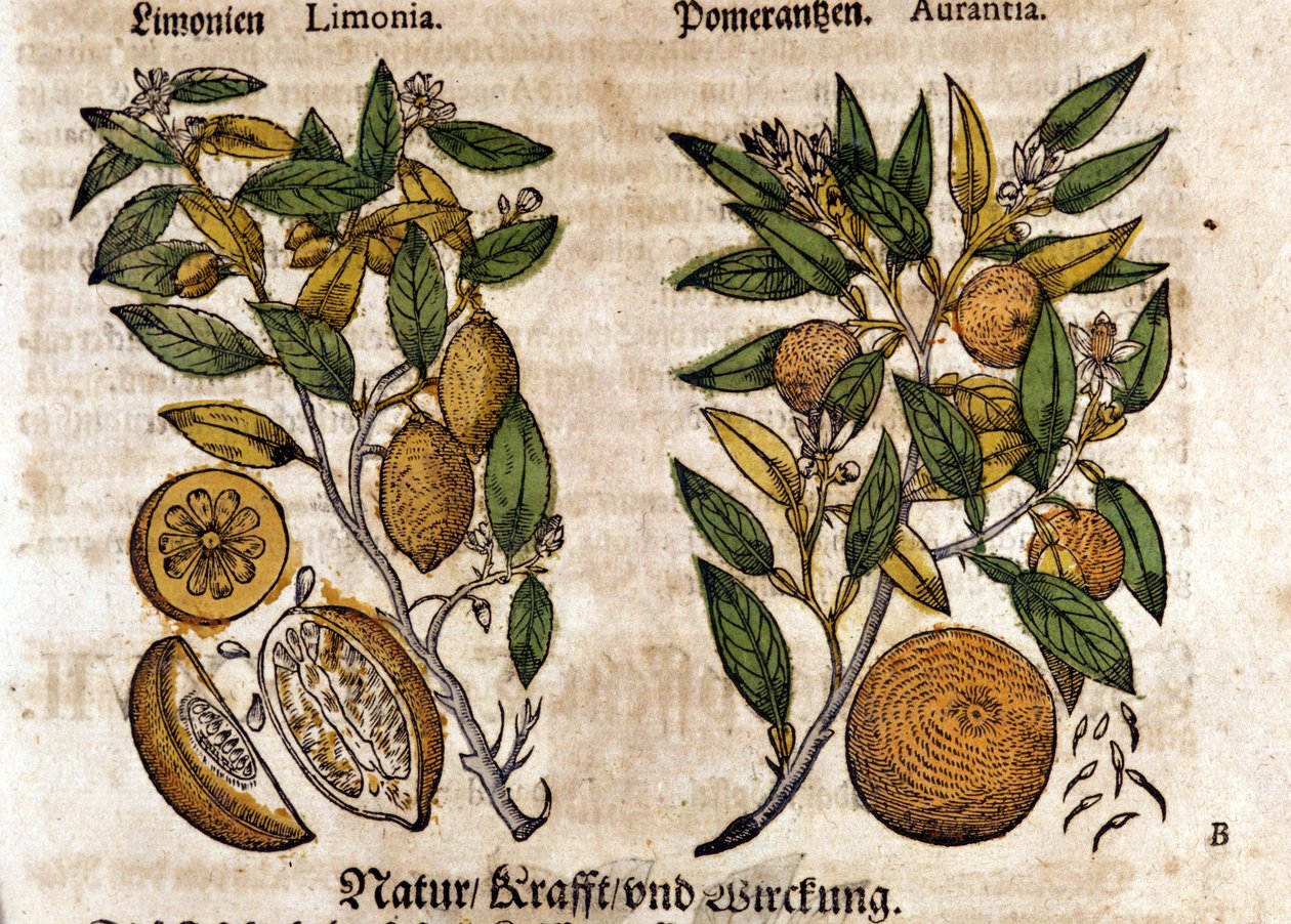De citrus. Sinaasappel- en citroenboom. Gravure - in "Kreutterbuch Dess Hochgelehrten unnd weitberuhmten Herrn D. Petri Andreae Matthioli" door Pietro Andrea Mattioli. Frankfurt door Pietro Andrea Mattioli