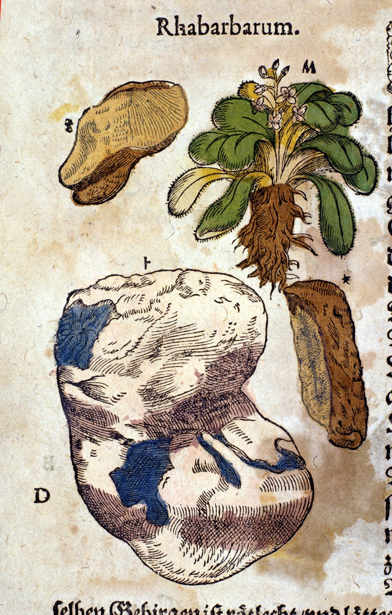 De rabarber. Gravure - in 