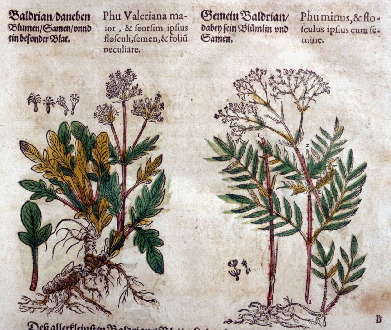 Valeriaan: twee soorten met plantbeschrijving door Pietro Andrea Mattioli
