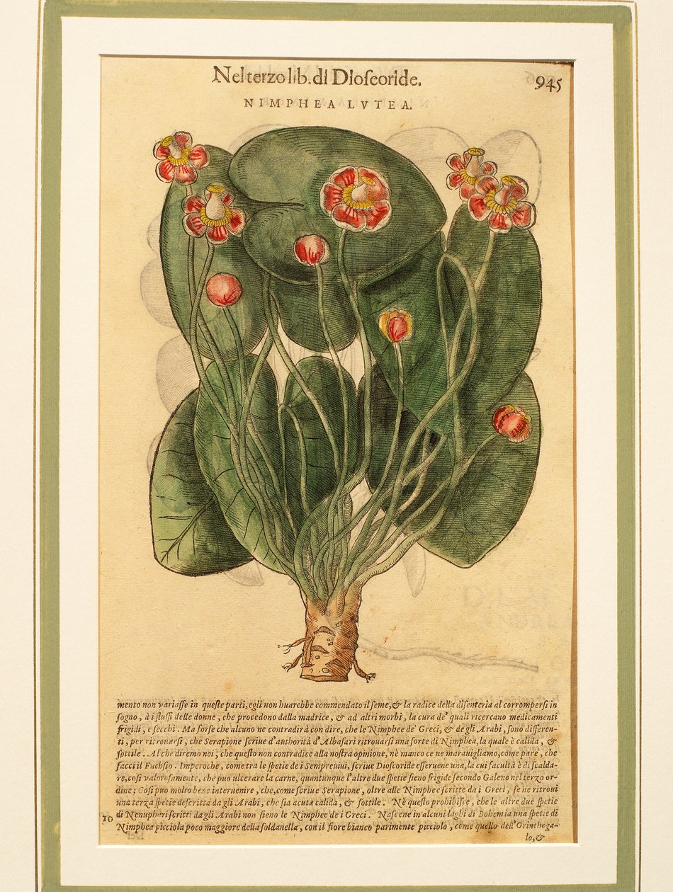 Gele Waterlelie (Nymphaea lutea), gekleurde gravure door Pietro Andrea Mattioli