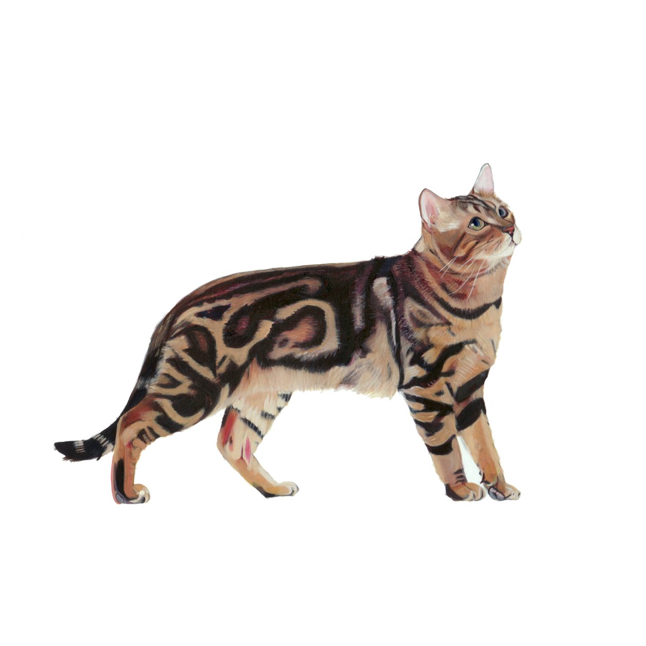 Bengalen, 2014 (aquarel  gouache op papier) door Polly Horner