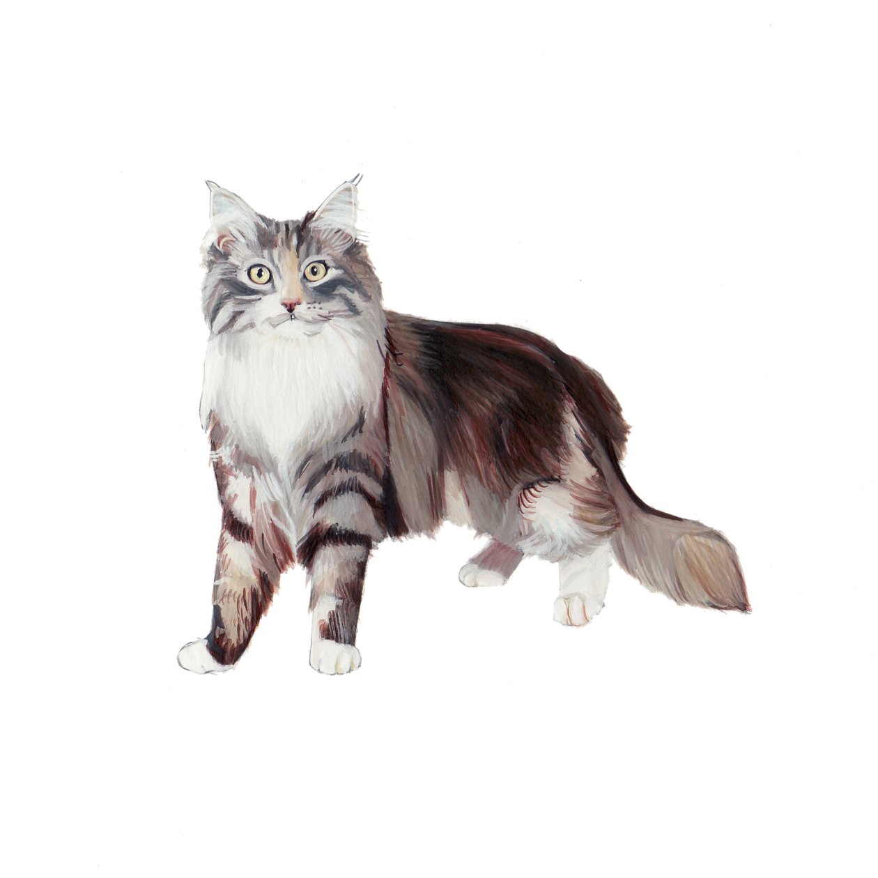 Marine Coon Cat, 2014 (aquarel  gouache op papier) door Polly Horner