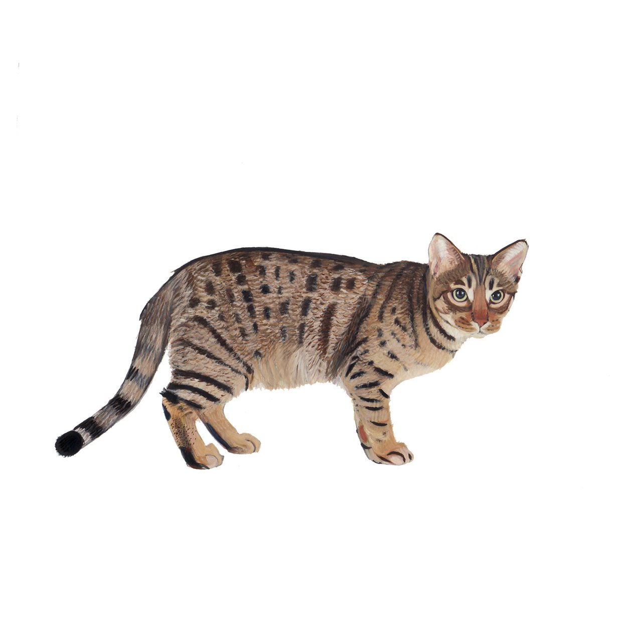 Ocicat, 2014 (aquarel  gouache op papier) door Polly Horner