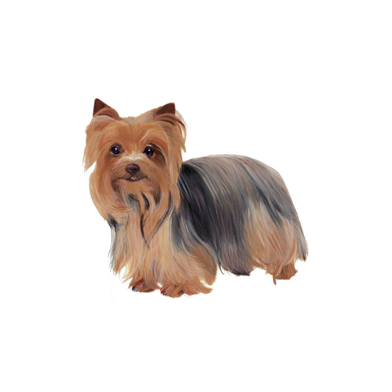 Yorkshire Terrier, 2011 (aquarel  gouache op papier) door Polly Horner