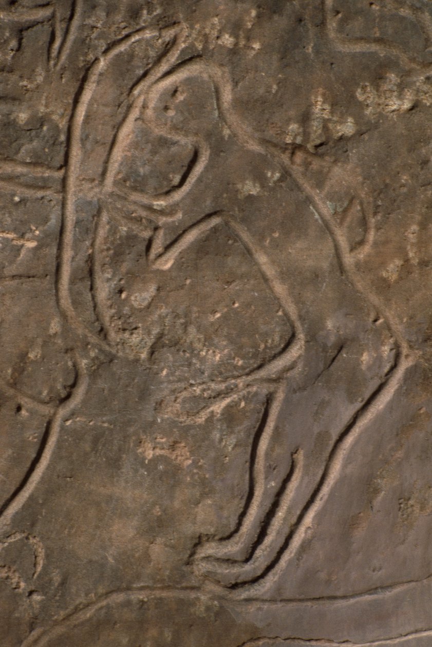 Menselijke figuur en stierenkop (rotsgravure) door Prehistoric