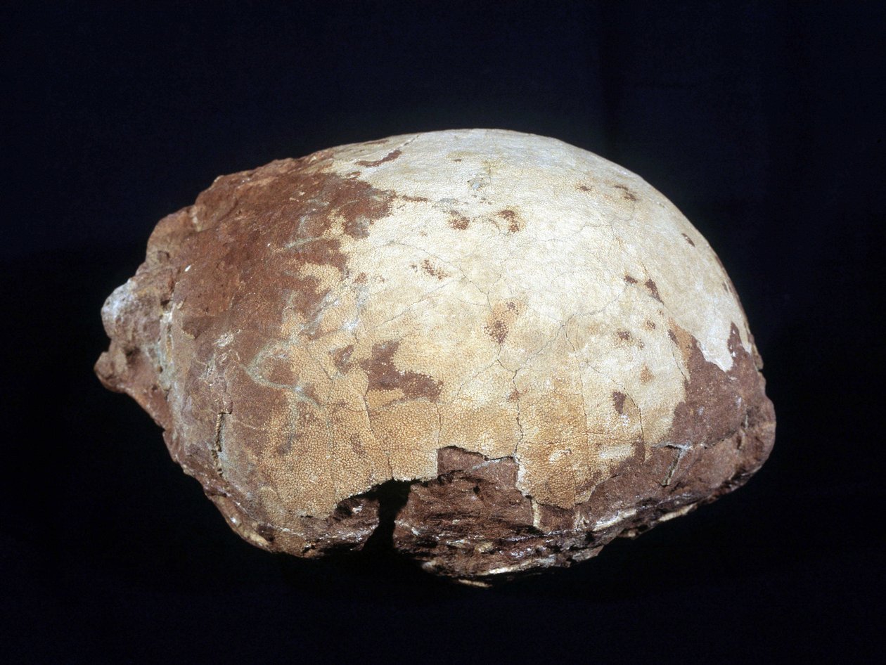 Ei toegeschreven aan Hypselosaurus Priscus: grote dinosaurus (ongeveer 12 m) herbivoor uit het late Krijt (-65 miljoen jaar) gevonden in de Provence. Natuurhistorisch Museum van Aix en Provence door Prehistoric Prehistoric