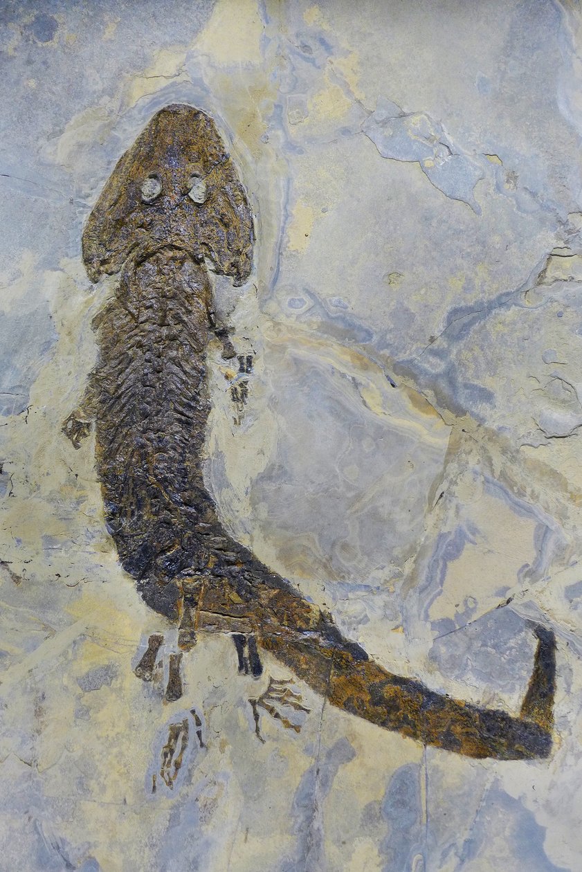Fossiele voetafdruk van Sclerocephalus sp, Permische amfibie door Prehistoric Prehistoric