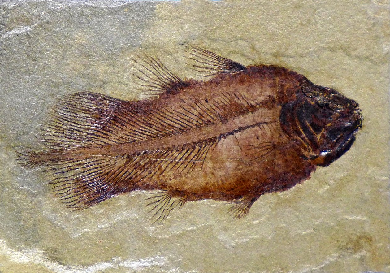 Fossiele voetafdruk van de Carboon coelacanth door Prehistoric Prehistoric