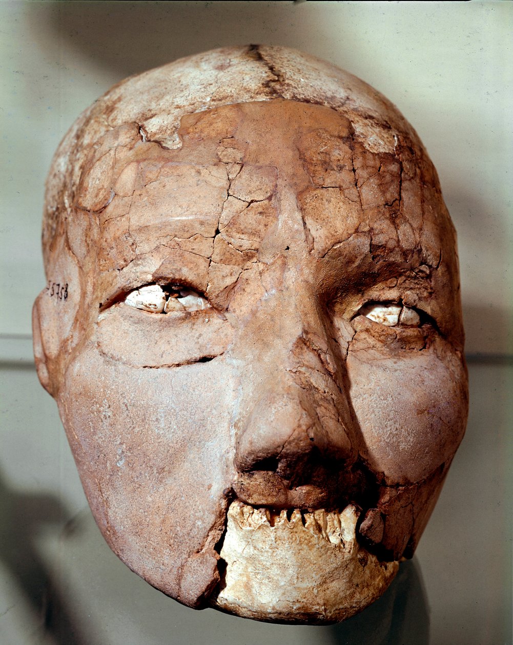 Neolithische kunst: menselijke schedel uit het Stenen Tijdperk (6000-4000 v.Chr.). Uit Jericho, Archeologisch Museum, Amman, Jordanië door Prehistoric Prehistoric