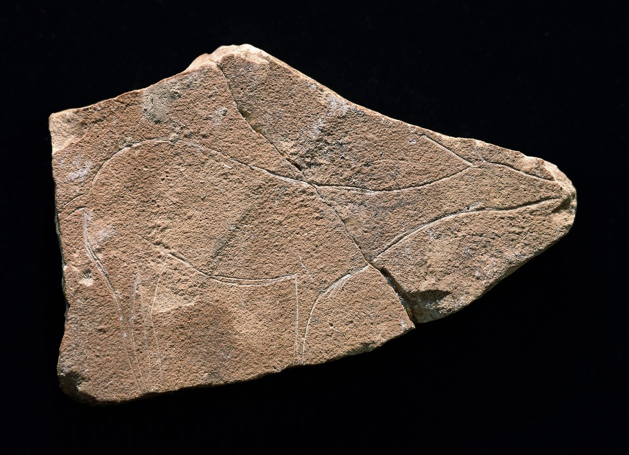Rotstekening die een hert voorstelt, Parpallo-grot, Spanje. Boven-Paleolithicum, Solutreen door Prehistoric Prehistoric