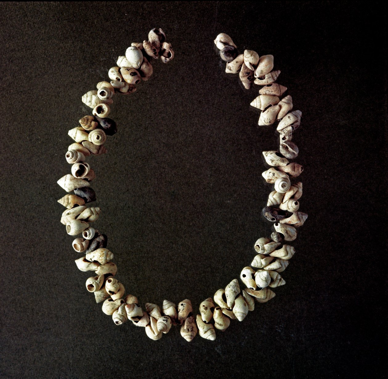 Prehistorie, Stenen Tijdperk: ketting van schelpen uit de grot van Polesine, Venetië. Gemiddeld neolithicum door Prehistoric Prehistoric