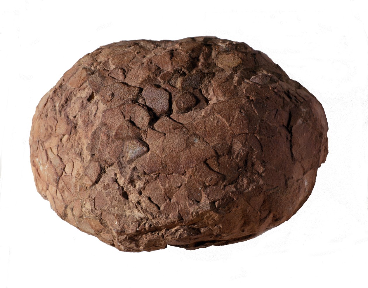 Prehistorie: dinosaurusei gevonden in de Provence. Mesozoïcum, Jura periode door Prehistoric Prehistoric