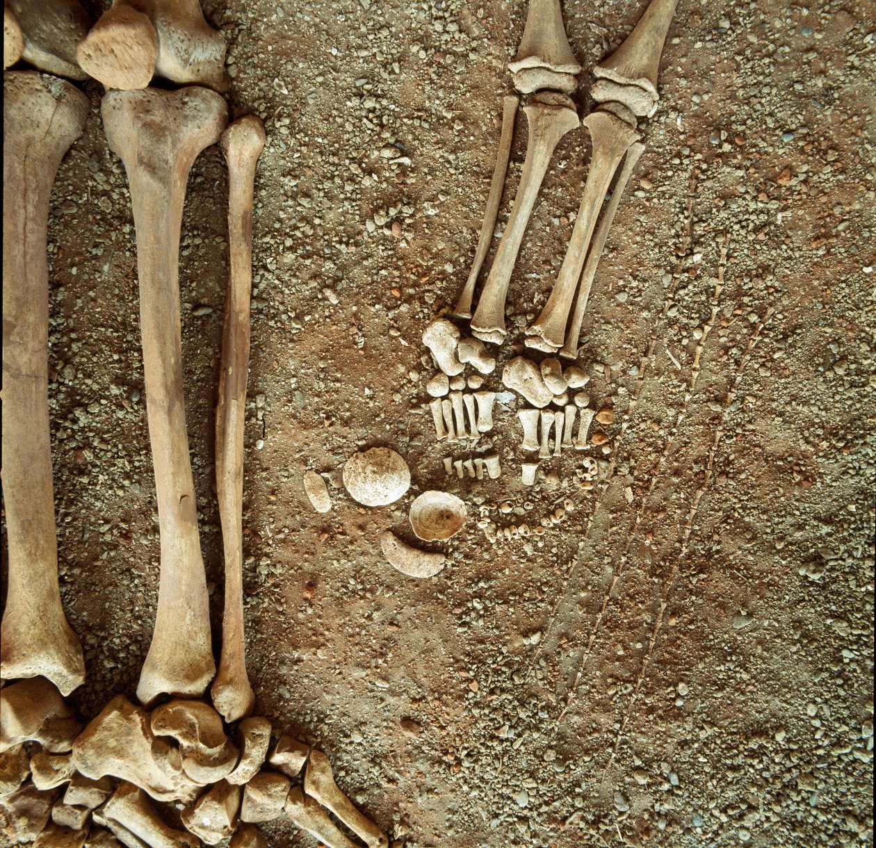 Prehistorie: dubbele begrafenis van volwassenen en kinderen. Detail van het grafgoed, bij de voeten van het kind, drie eekhoornstaarten, schelpen en stenen uit de Arene Candide grot (Finale Ligure), Ligurië. Mesolithicum, 7000-6000 v.Chr. door Prehistoric Prehistoric