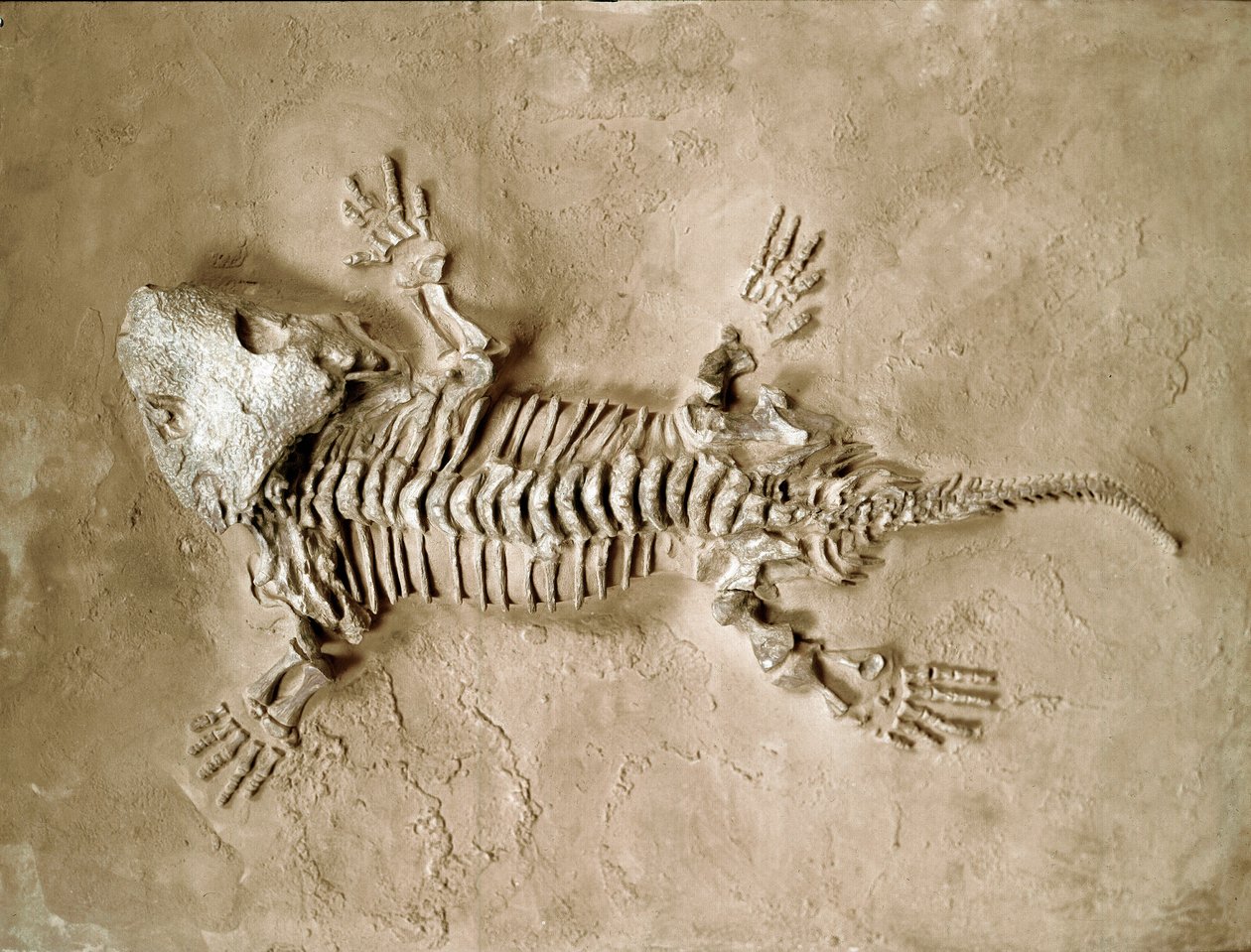 Prehistorie: fossiel van Seymouria Bayolorensis amfibische reptiel uit Texas, Verenigde Staten. Perm periode door Prehistoric Prehistoric