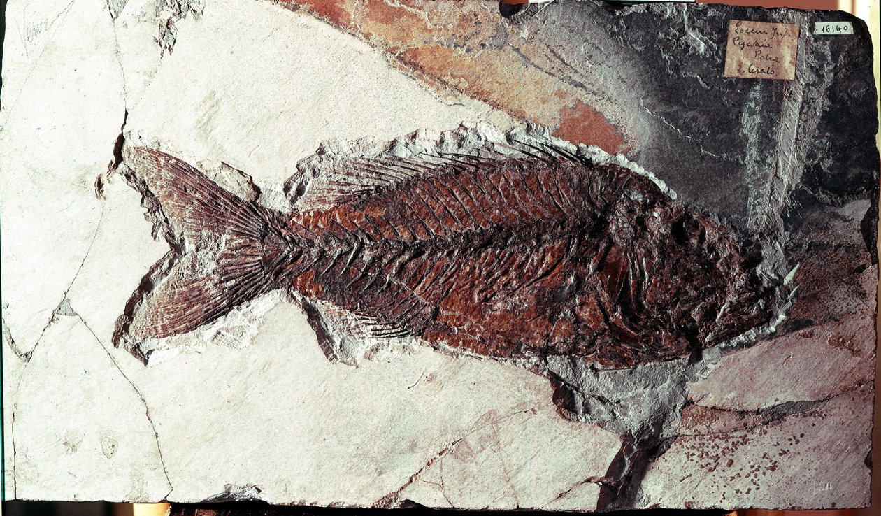 Prehistorie: fossiel van Sparnodus Elongatus vis van de site van Monte Bolca (Italië). Eoceen periode. Museo civico di storia naturale, Milaan door Prehistoric Prehistoric