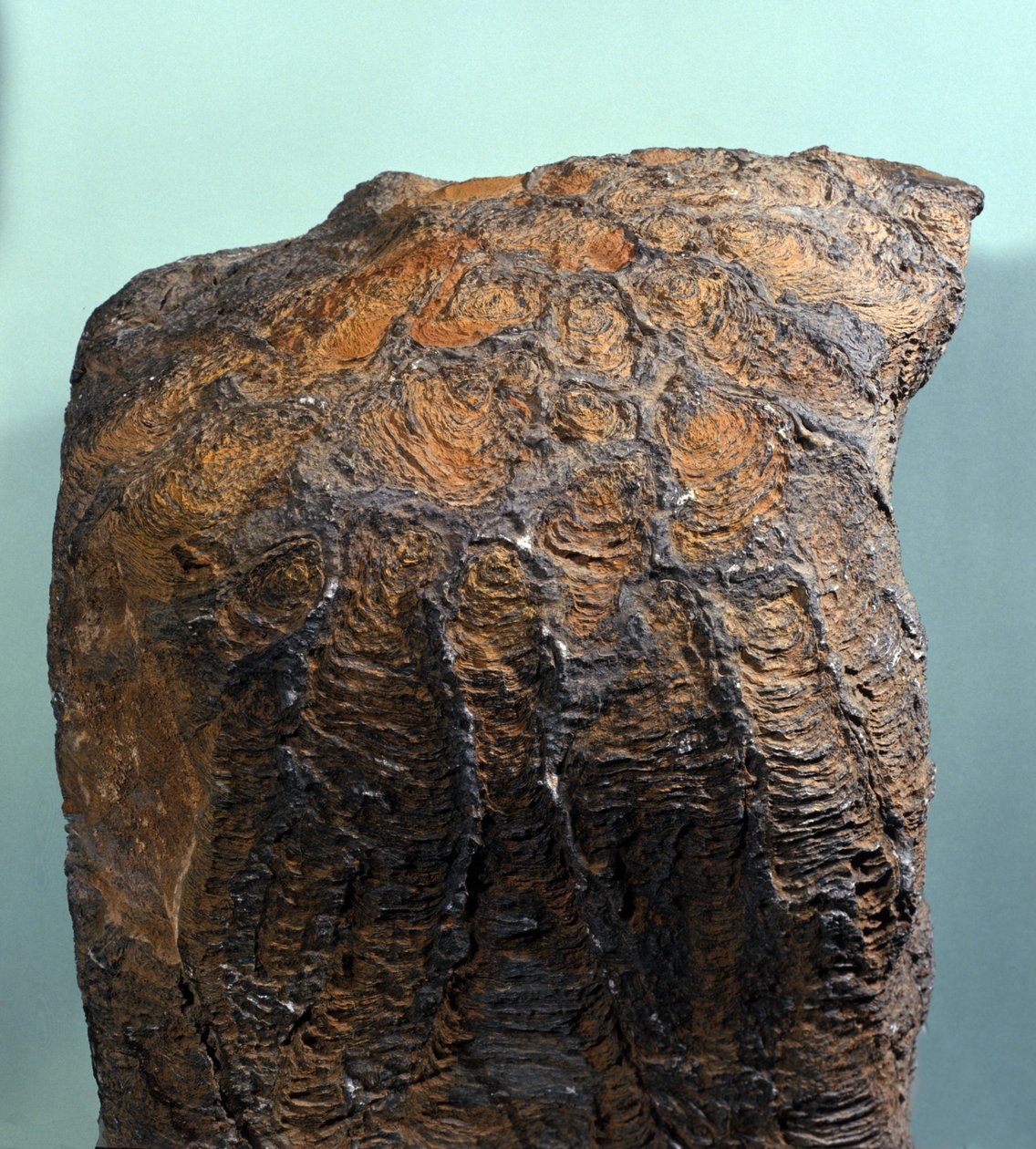 Prehistorie: fossiel van Stromatoliet, mariene rots, archeozoïcum. gevonden in Mauritanië door Prehistoric Prehistoric