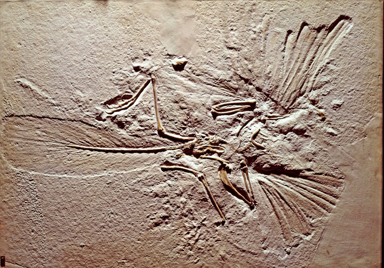 Prehistorie: fossiel van de vogel Archaeopteryx (archeopteryx) door Prehistoric Prehistoric