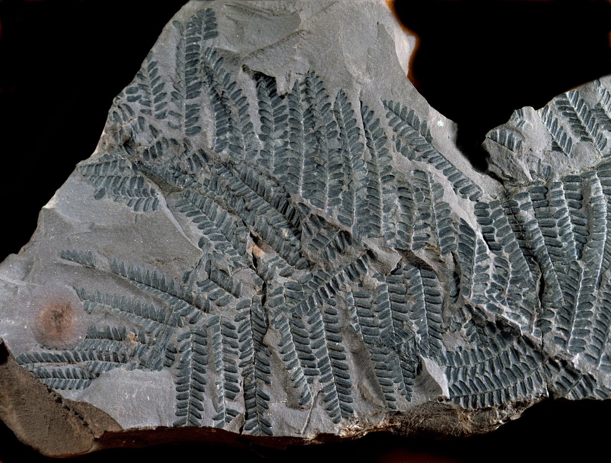 Prehistorie: periode van het hoger carboon. Fossiel van Acitheca Poymorphe van de varenfamilie. Vondst in Gottelborn in Duitsland door Prehistoric Prehistoric