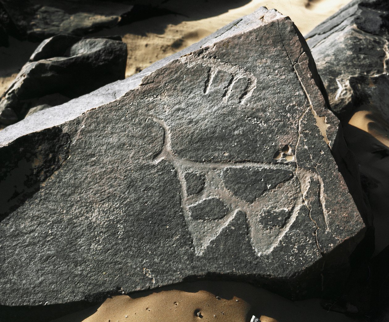 Prehistorie, rotstekeningen: gravure van een rund door Prehistoric Prehistoric