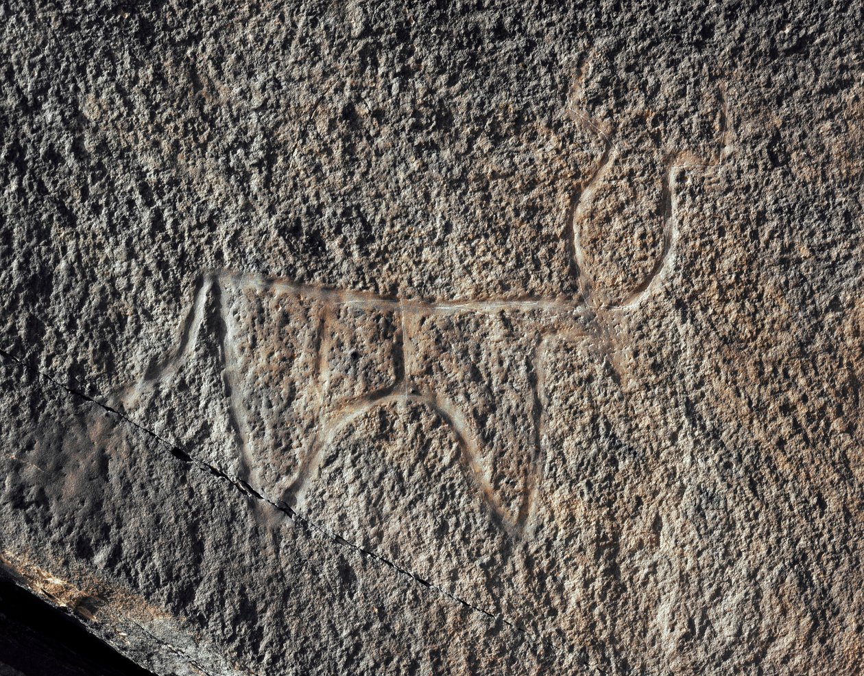 Prehistorie, rotstekeningen: een serieuze rots van de voorstelling van vee. Tazina-stijl. Steentijd 5000-2000 v.Chr. Taghit, Hoog plateau van de Hoggar (Ahaggar), Algerije door Prehistoric Prehistoric