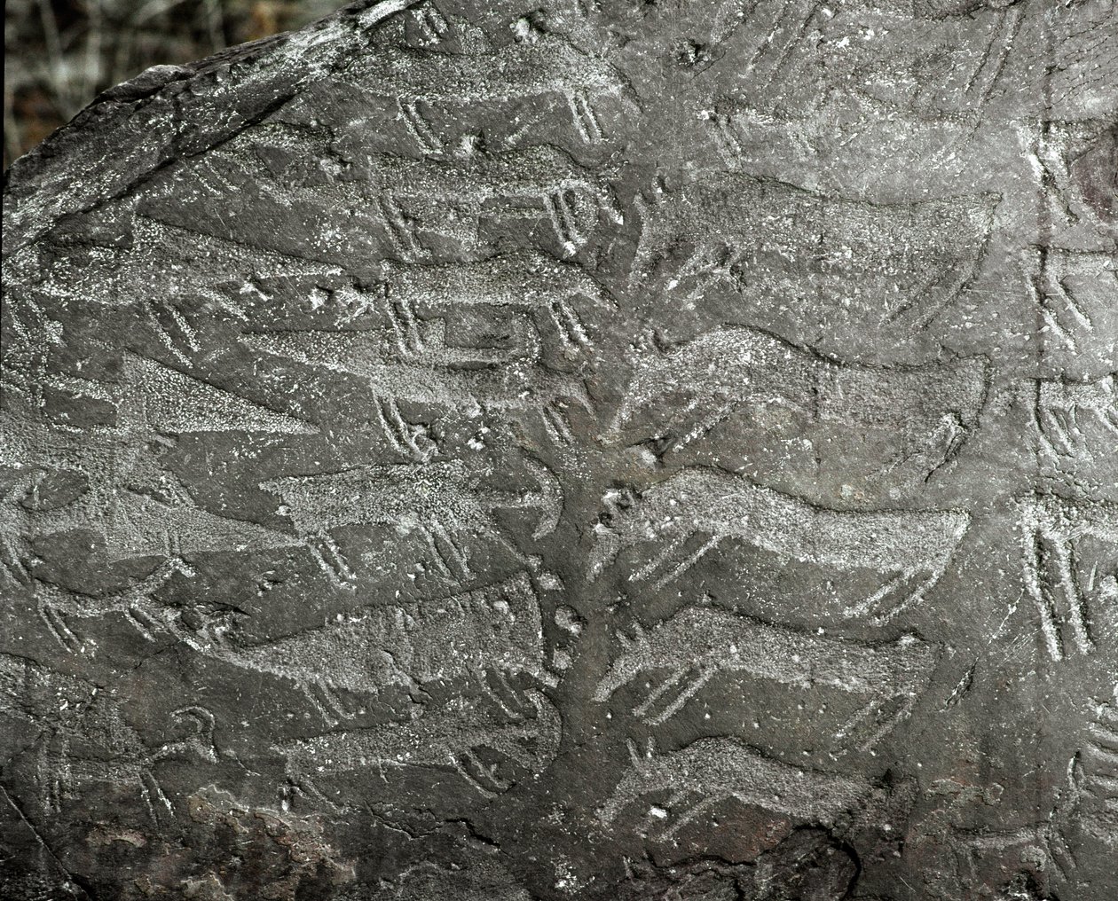 Prehistorie, rotstekeningen: grafrots met voorstellingen van dolken en ossen door Prehistoric Prehistoric
