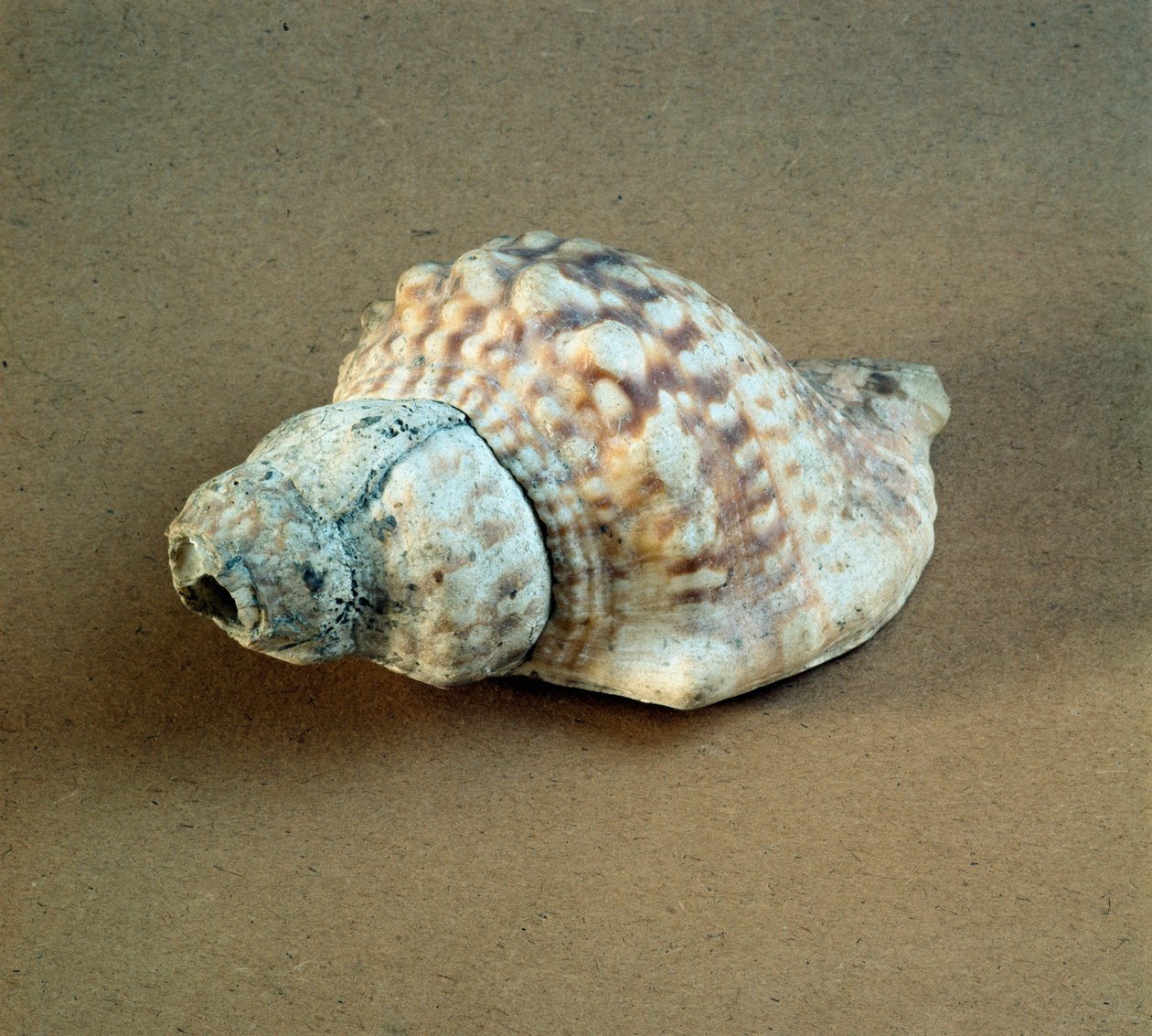 Prehistorie: schelp van Triton nodifer doorboord, gebruikt als fluit uit de Necropolis van Arene Candide (Finale Ligurië), Ligurië. Midden-Neolithicum, Steentijd door Prehistoric Prehistoric