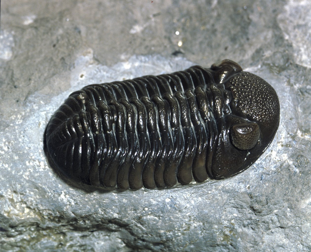 Prehistorie: trilobiet Phacops Rana fossiel (geleedpotige). Tijdperk van het Paleozoïcum, periode van het Devoon. Gevonden in Ohio, Verenigde Staten door Prehistoric Prehistoric