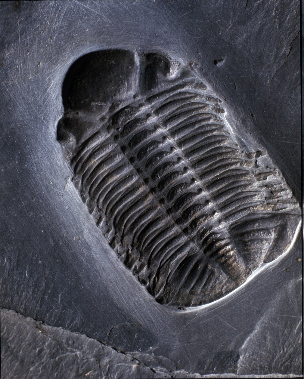 Prehistorie: trilobiet Phacops Rana fossiel (geleedpotige). Tijdperk van het Paleozoïcum, periode van het Devoon. Gevonden in het Bundenbach-gebied in Duitsland. door Prehistoric Prehistoric