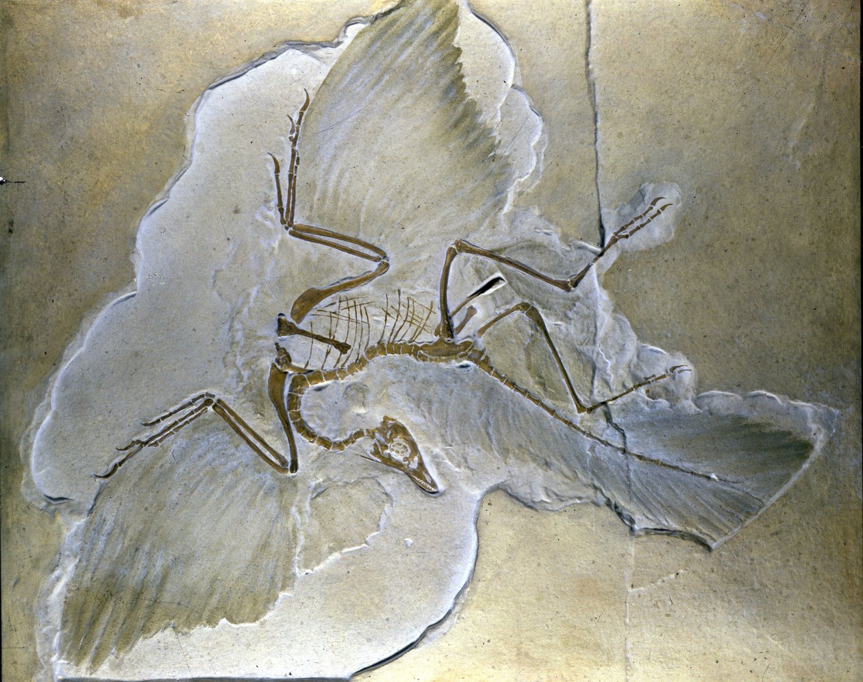 Primitieve vogels werden Archaeopteryx genoemd. Complete fossielen zijn gevonden in Beieren, in de boven-Jura schalies door Prehistoric Prehistoric